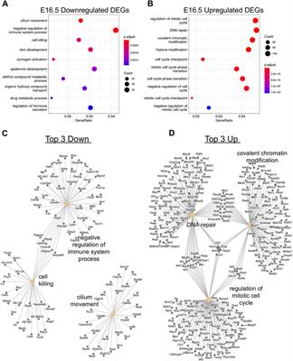 Transcription and chromatin regulation by TAF4b during cellular quiescence of developing prospermatogonia